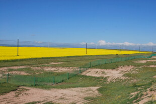 金黄油菜田的开阔风光