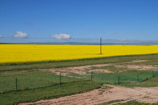 金黄油菜花田与蓝天美景