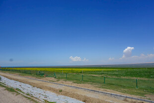 田野风光 蓝天绿野黄花