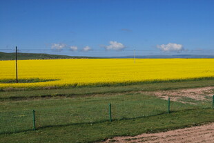 金黄油菜花田田园风光