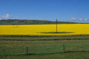 金黄油菜田 蓝天绿地景