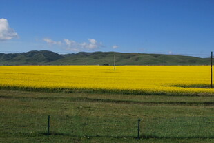 金黄油菜田与蓝天绿野