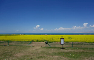 金黄油菜田中的小木屋