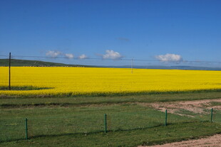 金黄油菜田 田园好风光