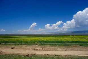 草原蓝天黄花风景如画