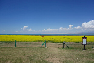 金黄油菜田与蓝天美景