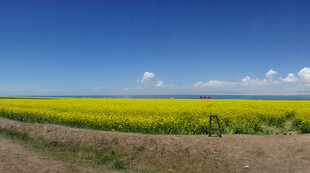金黄油菜田 蓝天伴美景