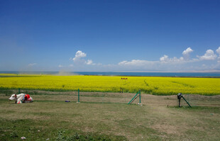 金黄油菜田中的休闲场景