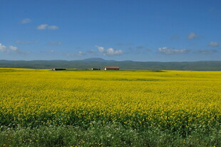 金黄油菜田 蓝天美景