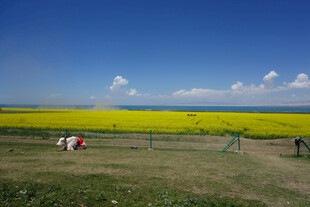 金黄油菜田中的田园风光