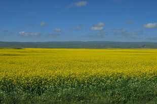 金黄油菜田 蓝天相衬景