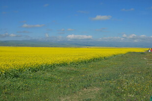 金黄油菜田与蓝天美景