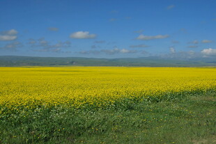 金黄油菜花海美景
