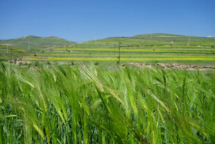 翠绿麦田与远处山峦美景