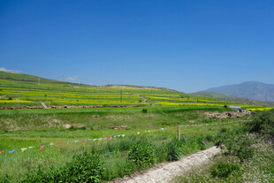 田园风光中的多彩田野