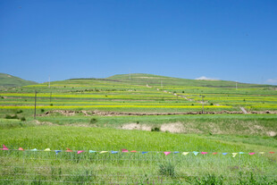 田园风光 绿意盎然的田野