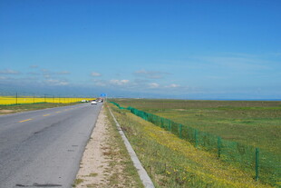 公路旁的灿烂花海与蓝天