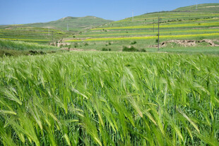 绿色麦田 远山蓝天风光美