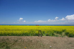 金黄油菜田 蓝天白云相伴