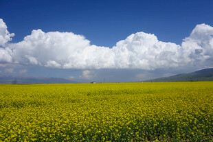 金黄花海与蓝天白云美景