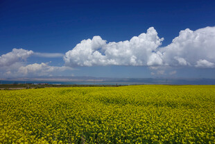 金黄油菜田与蓝天白云