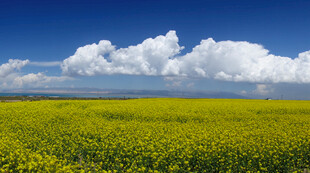 金黄油菜田与蓝天白云