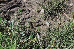 地面上的泥土与杂草