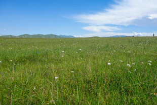广袤草原 蓝天绿地美景