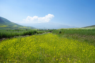 金黄花海中的开阔田园风光