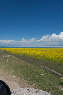 草原上的大片灿烂油菜花