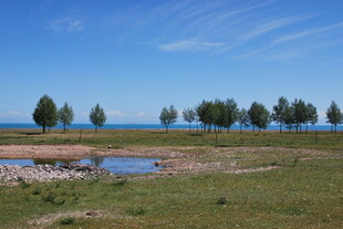 草原湖畔的树木风景