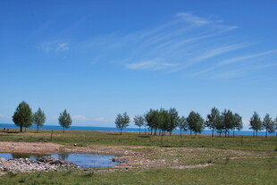 草原湖畔树木风景图