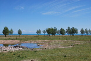 湖畔草地树木风景图