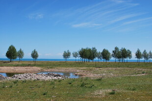 湖畔草地树木风景图