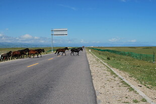 公路上牛群悠然漫步