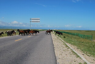 草原公路上的马群景象