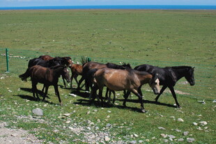 草原上的马群悠然漫步