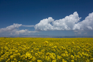 金黄油菜花海蓝天白云景