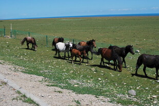 草原上的马群自由漫步