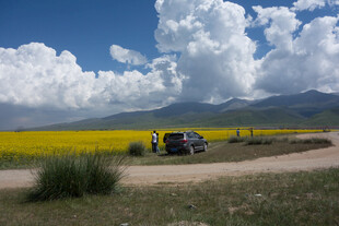 草原花海旁的自驾之旅