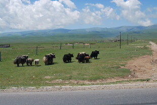 草原路边的牛群