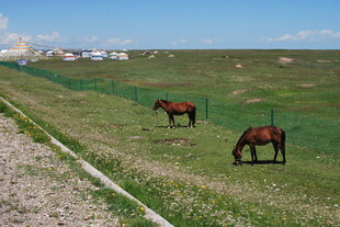 草原上的两匹马