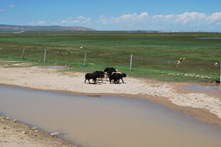 草原边水坑旁的黑色牛群