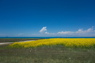 金黄花海与蓝天相映成趣