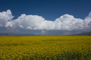 金黄花海与蓝天白云美景