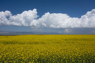 金黄花海与蓝天白云美景