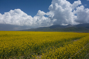 金黄油菜花海与蓝天白云