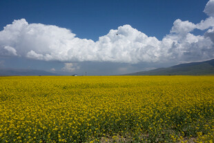金黄花海与蓝天白云景观