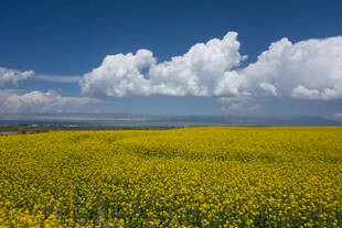 金黄油菜花田与蓝天白云