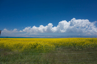 金黄田野与蓝天白云美景